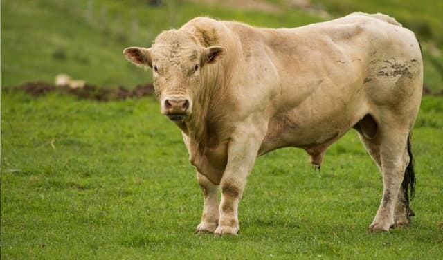 Beef cattle