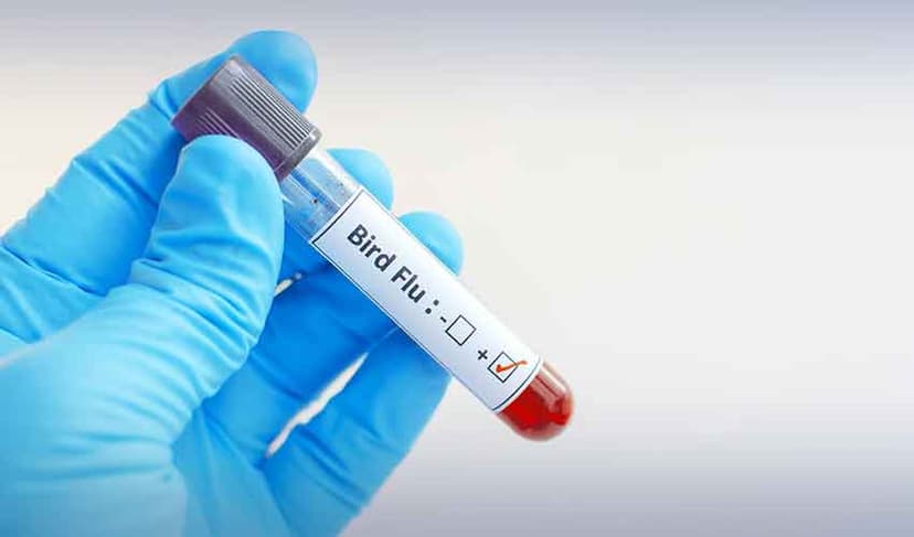 bird flu