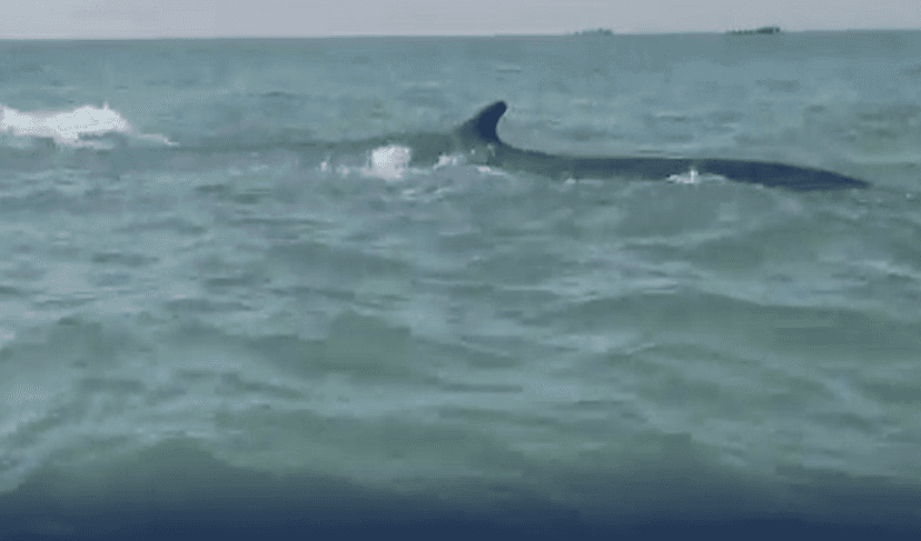 Black whale spotted in Gadani