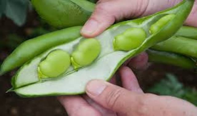 Broad beans may boost immune system: study (Courtesy: Online)