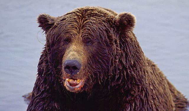 French hunter goes on trial for killing endangered bear in Pyrenees (Courtesy: Online)