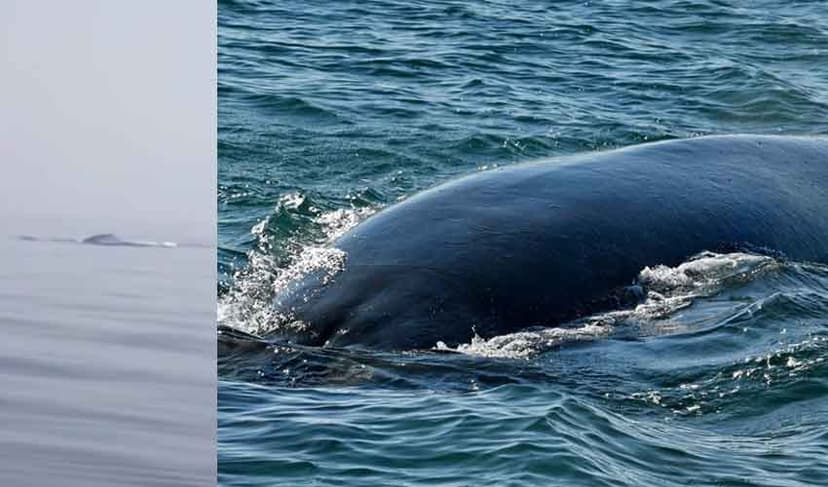 Bryde's whales