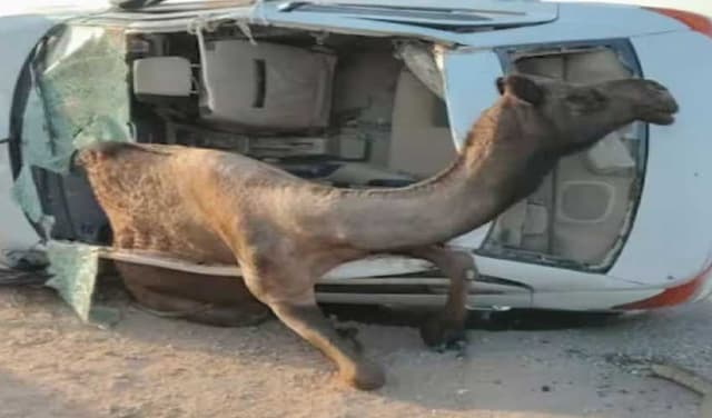 Camel crashes through car roof in Rajasthan's Jodhpur (Courtesy: Online)
