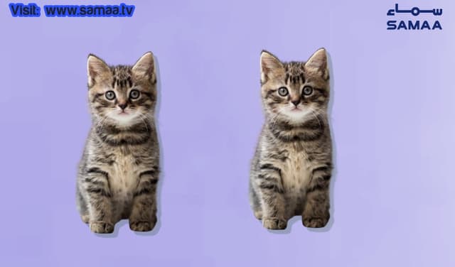 Turkish man to pay ex-wife for cats’ care in landmark divorce settlement (Courtesy: Samaa Digital - art work)