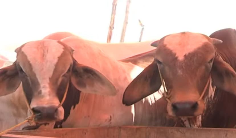 Massive Karachi cattle market ready for Eidul Azha – File