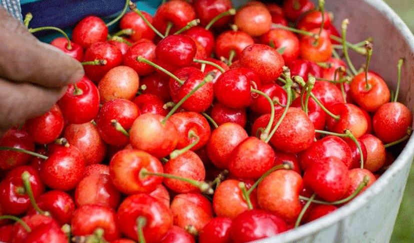 Cherries offer antioxidant, anti-inflammatory benefits (Courtesy: File)