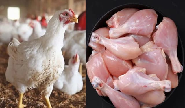 Petrol price rise pushes chicken rates up (Courtesy: File)