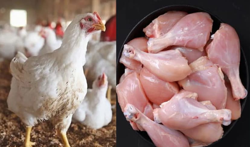 Petrol price rise pushes chicken rates up (Courtesy: File)