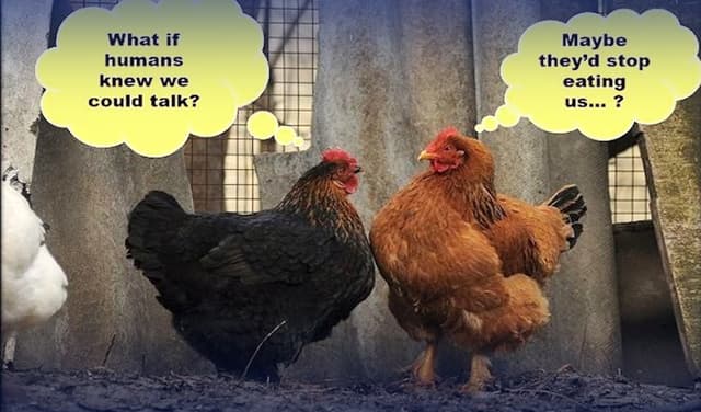 Chickens can talk