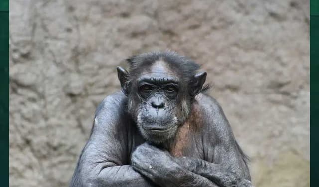 Unbelievably intelligent Japanese chimpanzee passes away (Courtesy: Online)
