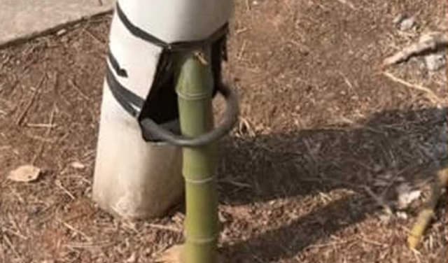 Bamboo growing inside street light astonishes world (Courtesy: Online)