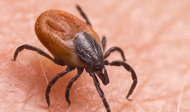 Another Congo virus case reported in Karachi (Courtesy: File)