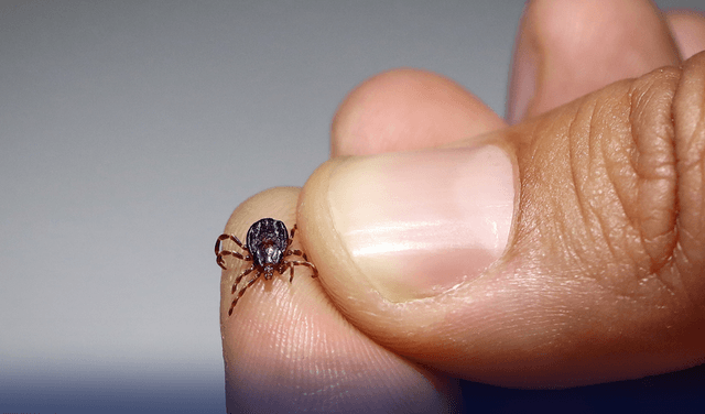 Congo fever cases increase in Balochistan – File