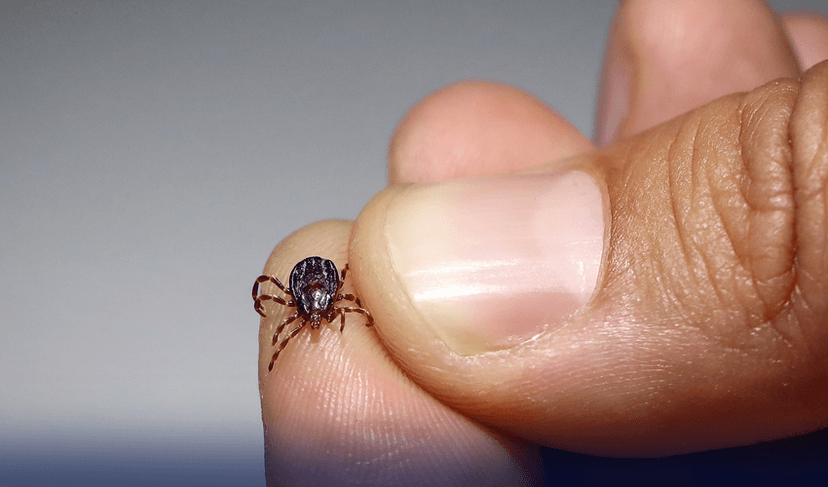 Congo fever cases increase in Balochistan – File