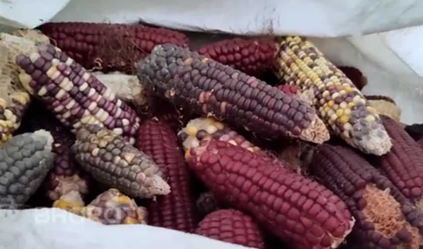 Rajasthan farmer develops multi-coloured maize rich in nutrition and antioxidants (Courtesy: File)