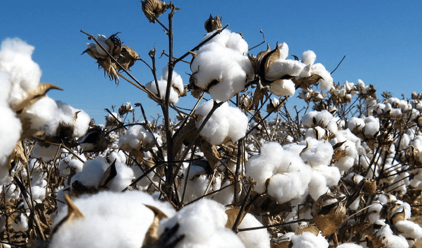 Cotton