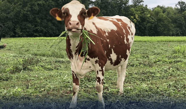 cow
