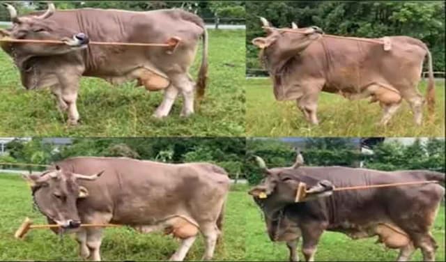 cow-File photo