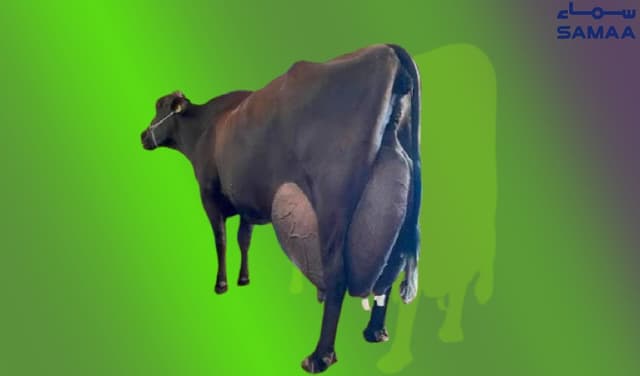 Brazilian cow sets world record with 343 litres of milk in 3 days (Courtesy: Samaa Digital - art work)