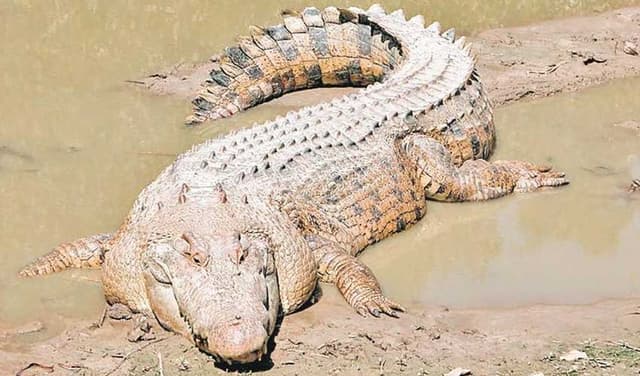 Crocodile kills woman on palm oil plantation in Indonesia (Courtesy: File)