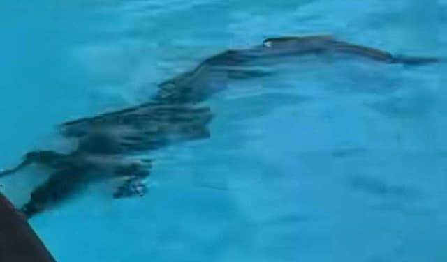 Crocodile found in luxury hotel pool in Australia (Courtesy: File)