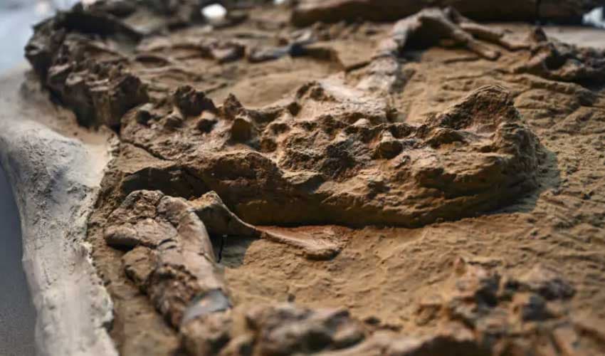 Fossil of ancient marine crocodile unearthed in Peruvian desert (Courtesy: Online)