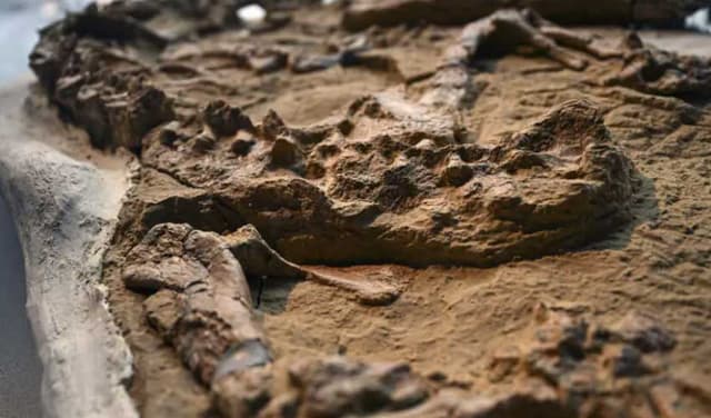 Fossil of ancient marine crocodile unearthed in Peruvian desert (Courtesy: Online)