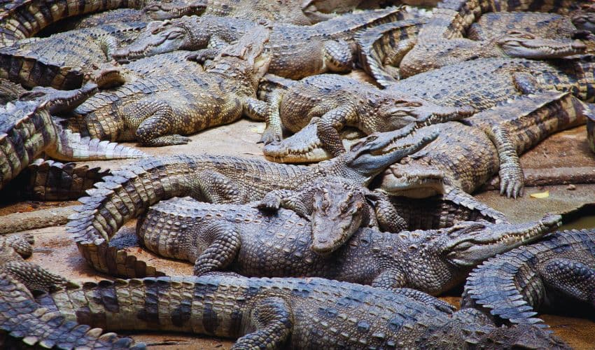 crocodiles on loose crocodiles on loose