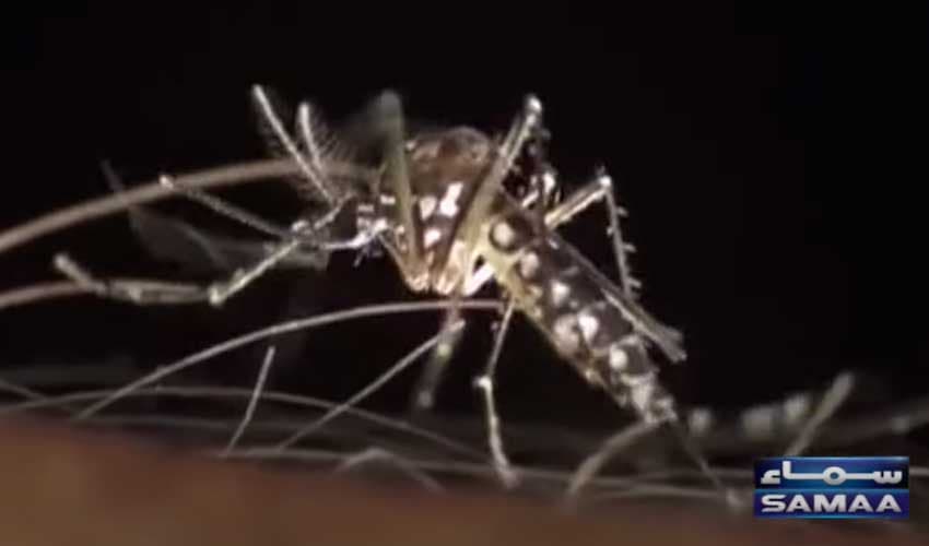 Dengue threat continues to loom in Islamabad (Courtesy: Samaa TV - screengrab)