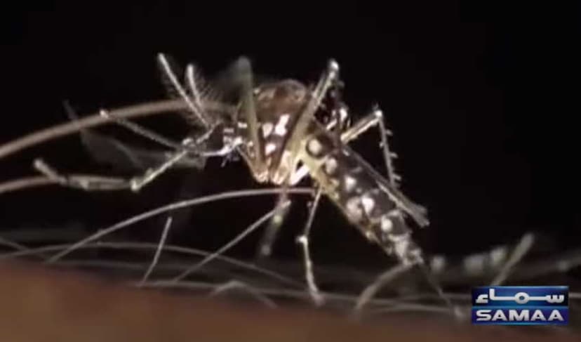 Dengue threat continues to loom in Islamabad (Courtesy: Samaa TV - screengrab)