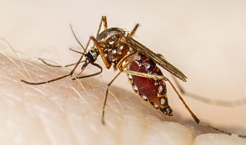 Punjab reports 12 new dengue cases in 24 hours (Courtesy: File)