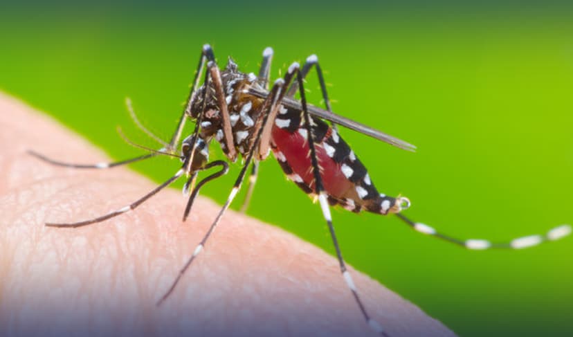 Dengue cases continue to rise in Lahore (Courtesy: Online)