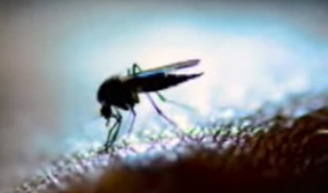 Dengue cases in Islamabad rise to 26 (Courtesy: File)