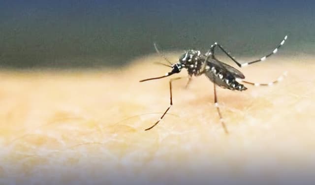 23 new dengue cases reported in Rawalpindi (Courtesy: File)