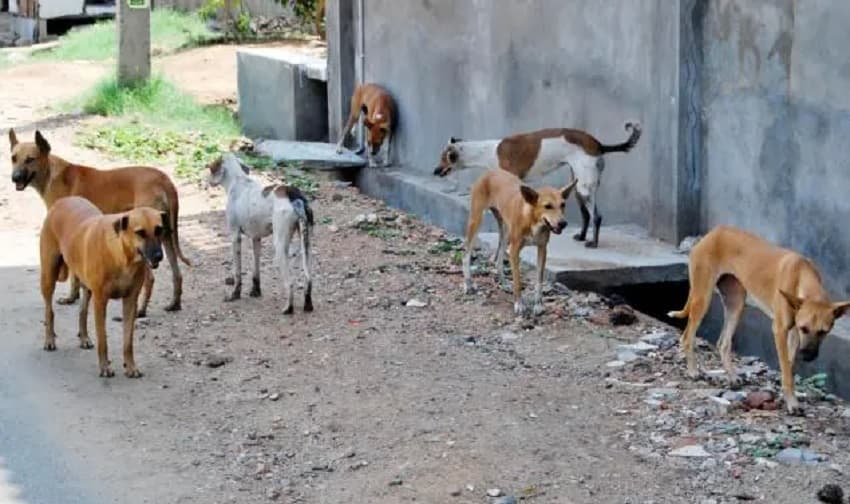 Stray dogs injure 35 in Usta Muhammad (Courtesy: Online)