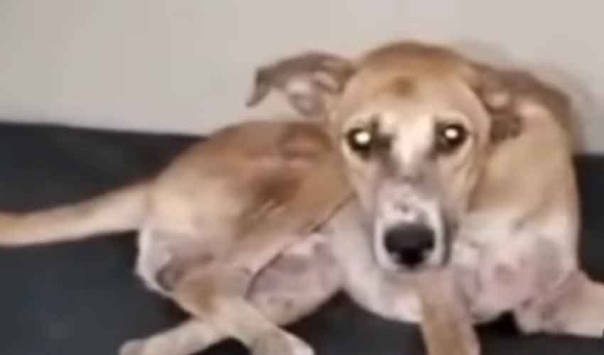 Dog sleeps on govt hospital bed in India (Courtesy: Online) Dog sleeps on govt hospital bed in India (Courtesy: Online)