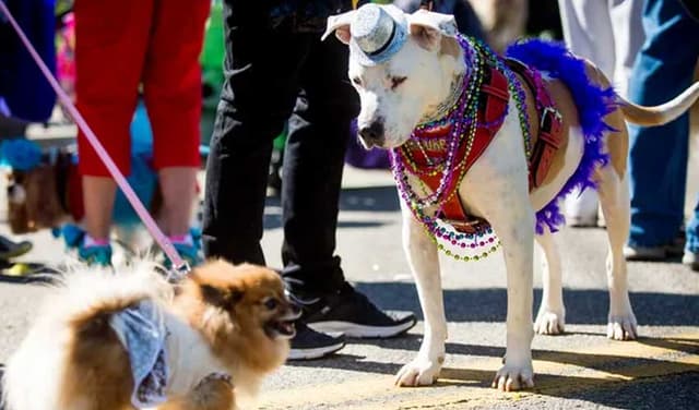 Dogs, humans parade for Christmas cheer in La Paz (Courtesy: File)