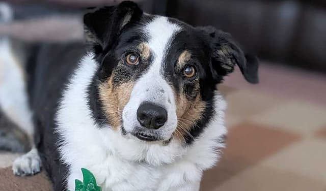 Intelligent dogs can learn new words by listening to human talks (Courtesy: Online)