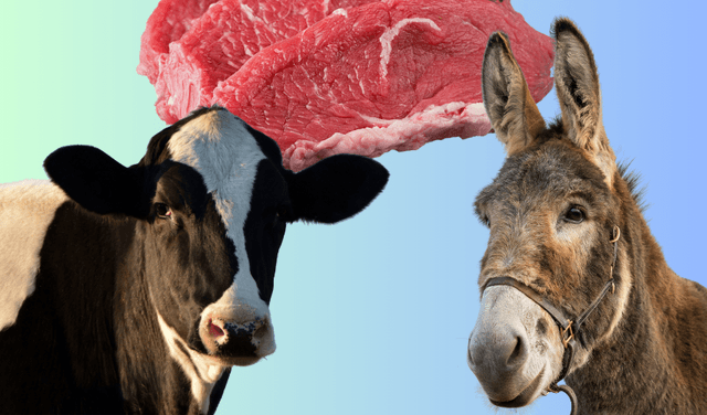 Landowner cuts off two legs of buffalo for entering crop field (Courtesy: Online)