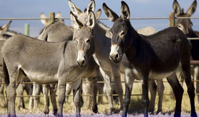 Donkey population Pakistan
