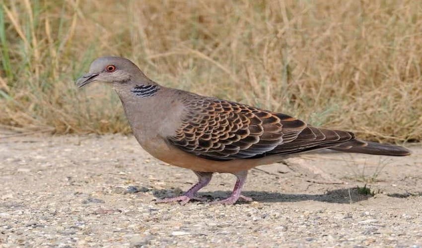 Russian dove hunting permitted in KP under strict conditions (Courtesy: Online)