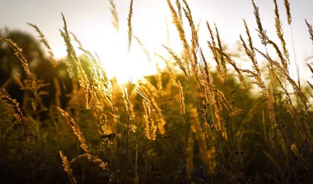 Dry August