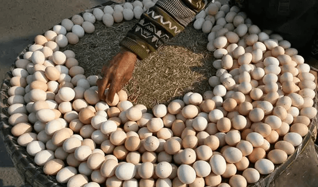 Eating eggs may improve heart health, longevity: study (Courtesy: File)