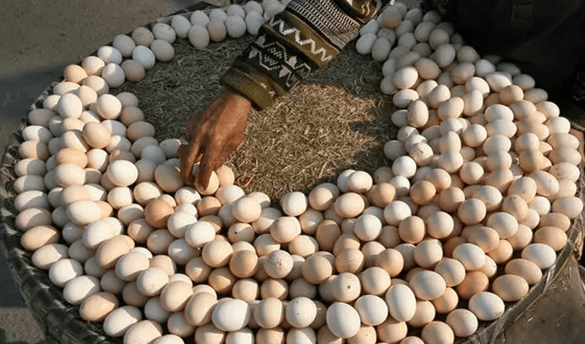 Eating eggs may improve heart health, longevity: study (Courtesy: File)