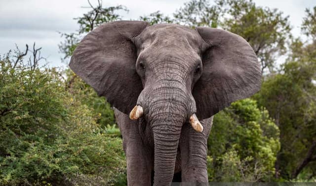 Sri Lankan passenger train derails after crashing into herd of elephants, killing six animals (Courtesy: Online)