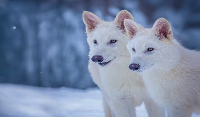US firm claims revival of extinct dire wolves shocks scientific community (Courtesy: Online)