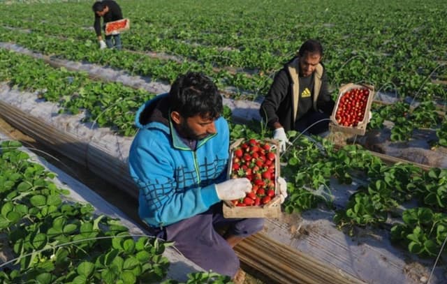 Farmers