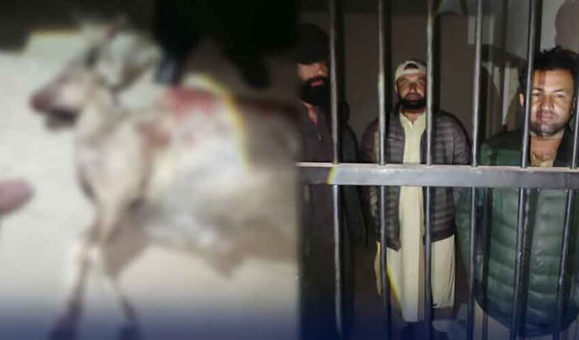 markhor hunter arrested
