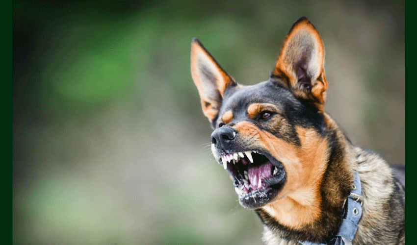 First-ever case of rabies transmission from cow to human reported (Courtesy: File)