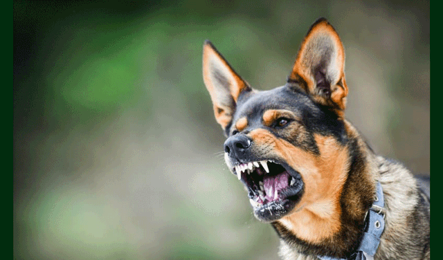 First-ever case of rabies transmission from cow to human reported (Courtesy: File)